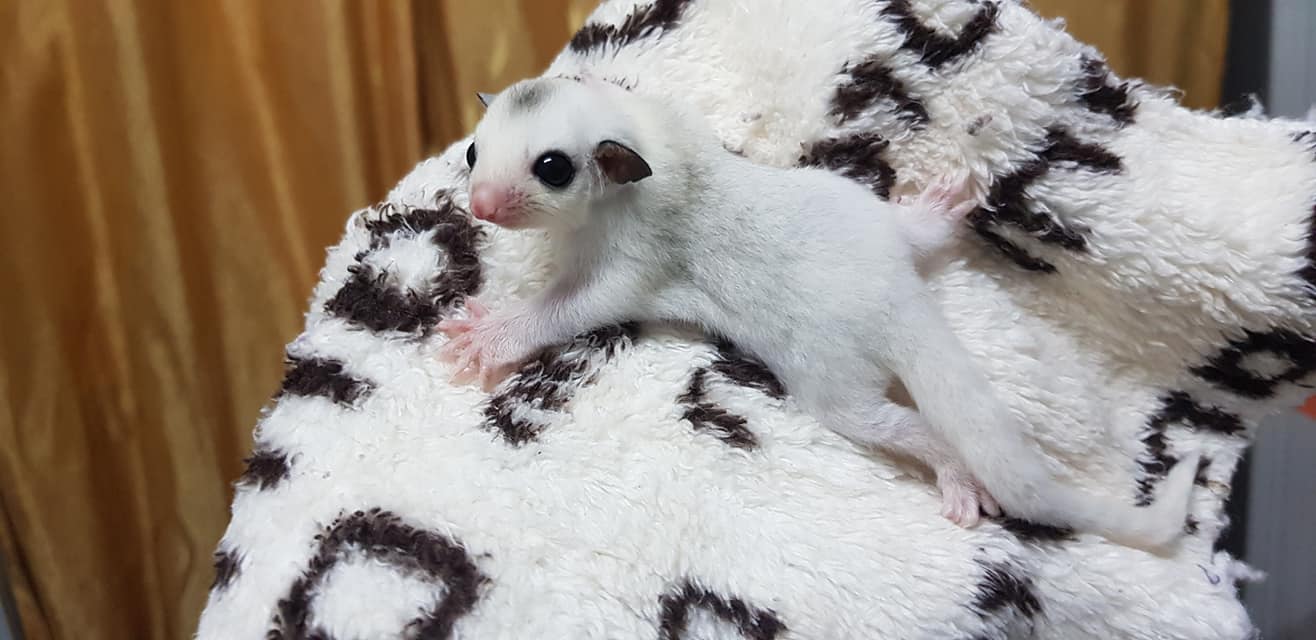 1 Rex male Sugar Glider For Sale