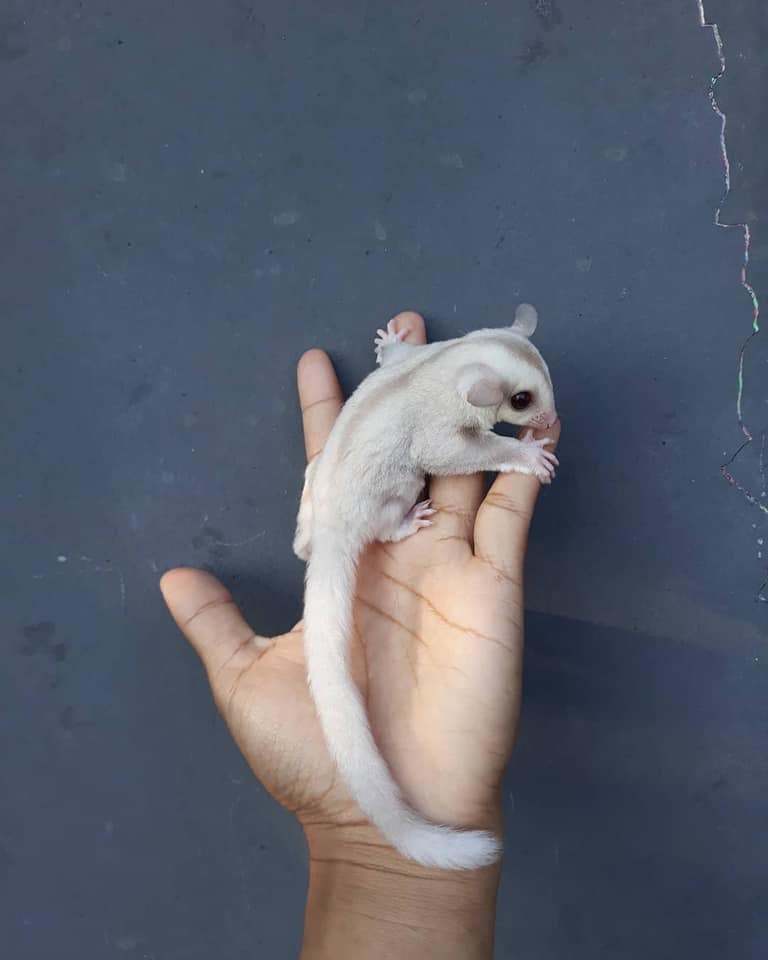 10 Ryder male Sugar Glider For Sale