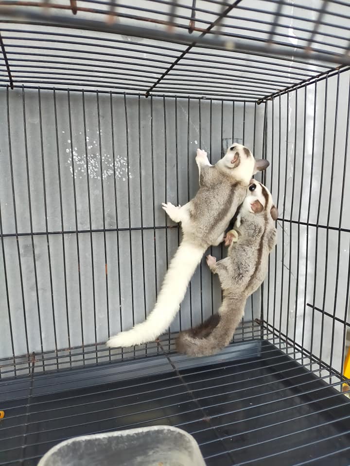 11 Queen & King female & male Sugar Glider For Sale