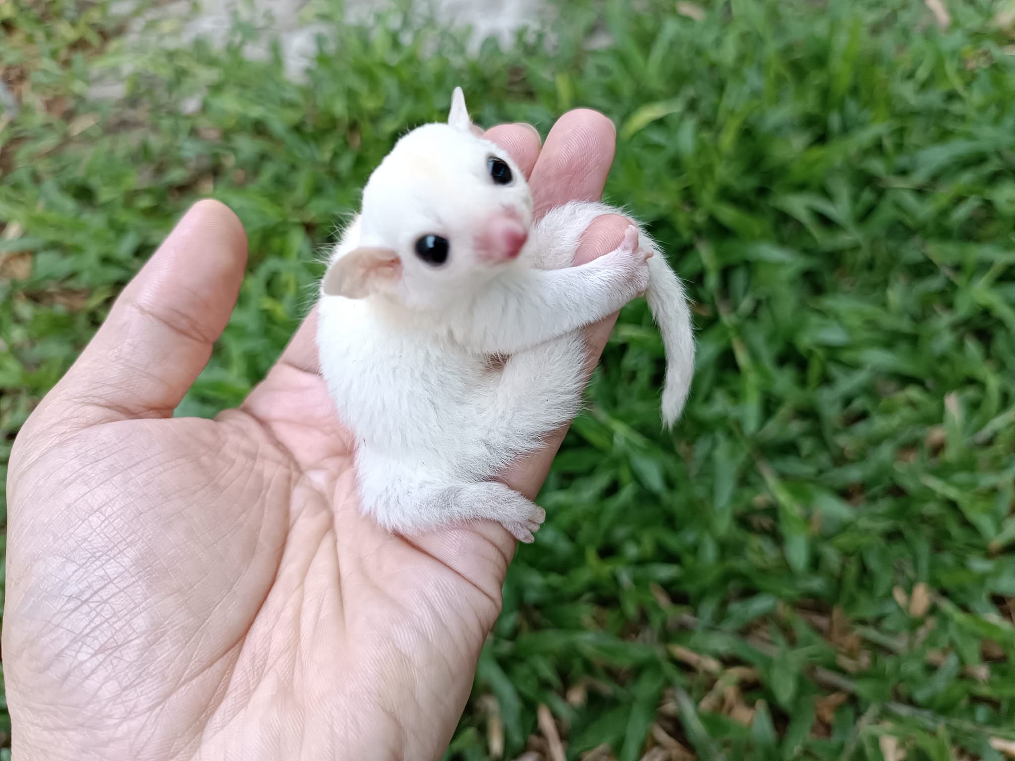 Glider Home Sugar gliders for sale!