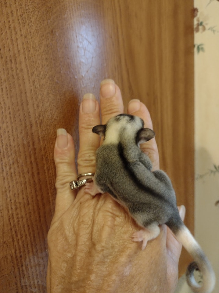 13 Raven female Sugar Glider For Sale