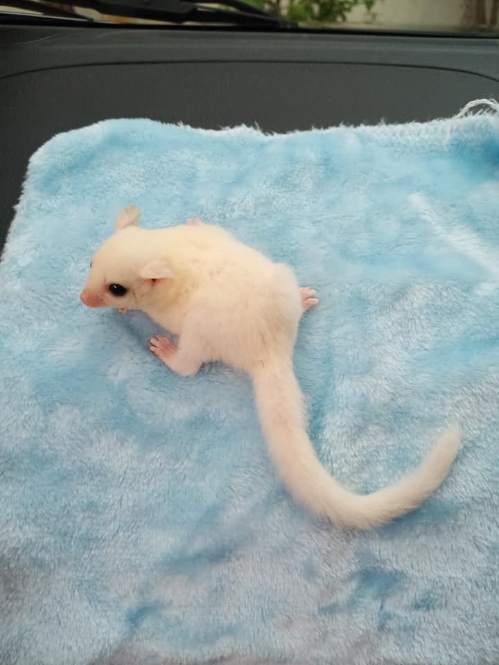 Glider Home Sugar gliders for sale!
