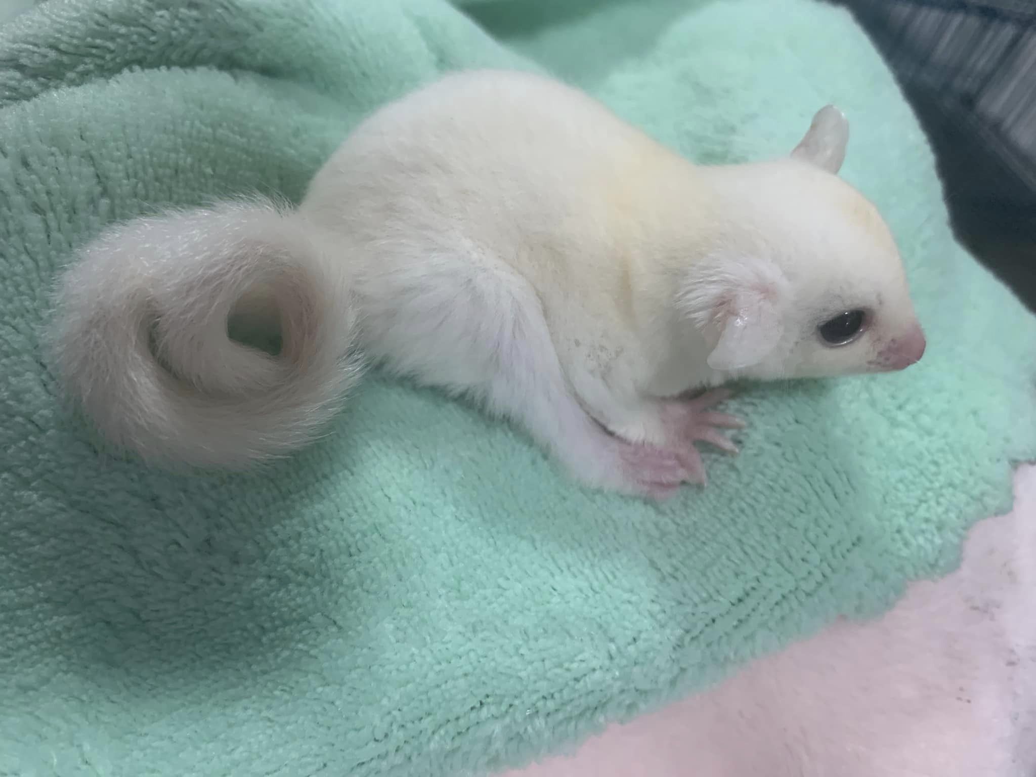 15 Angel female Sugar Glider For Sale