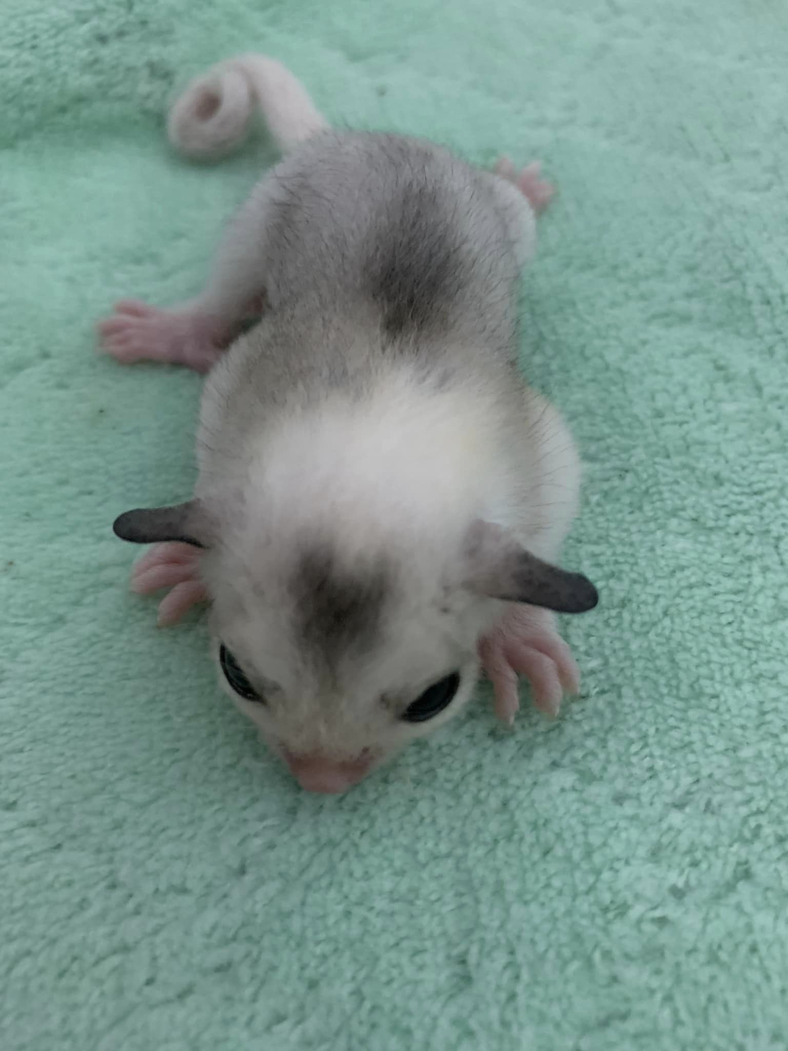 16 Peanut female Sugar Glider For Sale