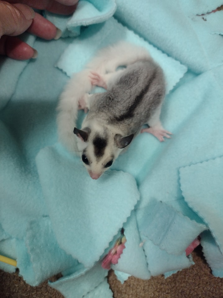 17 Whisper male Sugar Glider For Sale