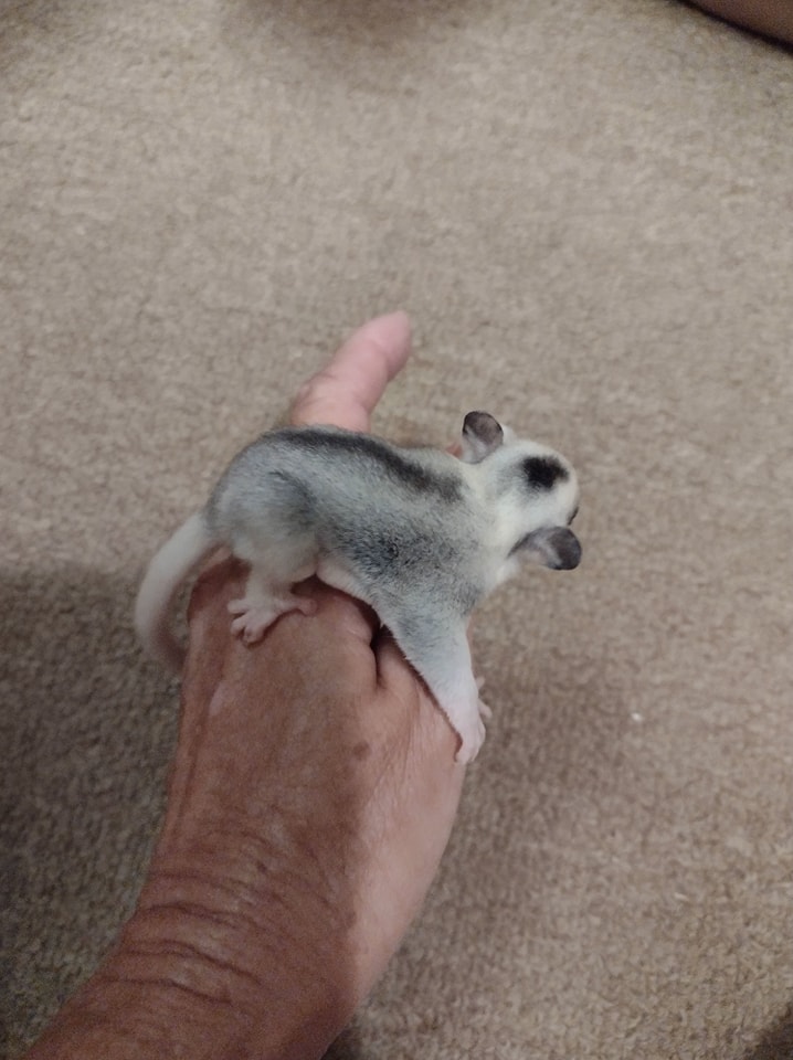 18 Dory female Sugar Glider For Sale