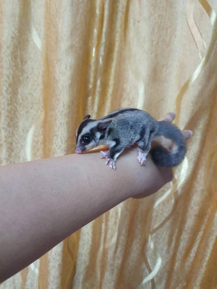 3 Sandy female Sugar Glider For Sale