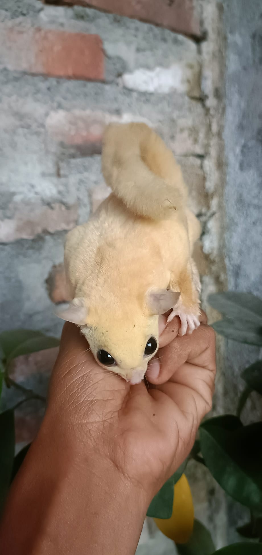 4 Miller male Sugar Glider For Sale