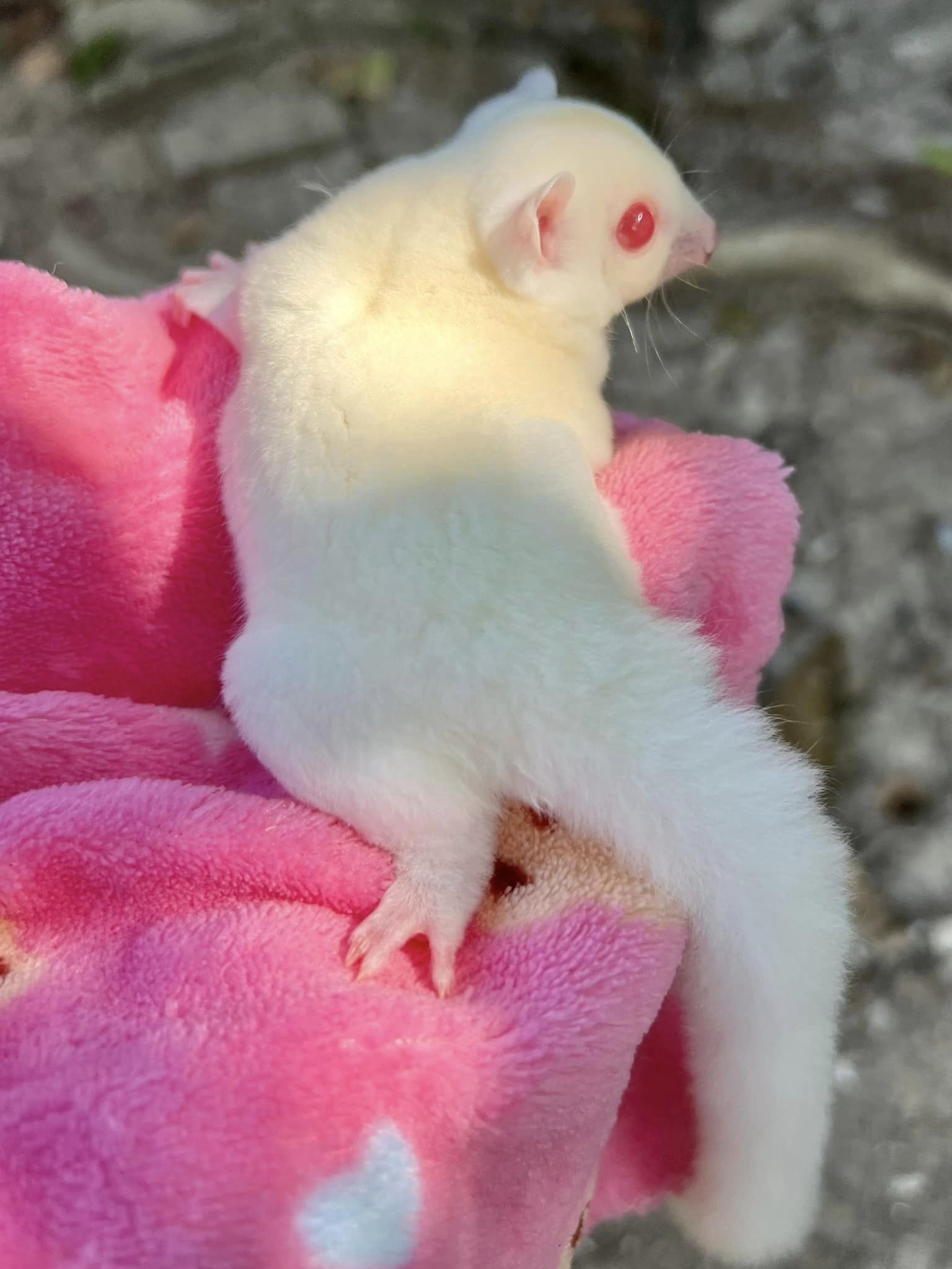 5 Crystal female Sugar Glider For Sale