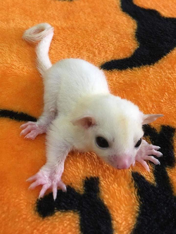 6 Nemo male Sugar Glider For Sale