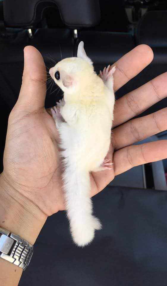 7 Cupid male Sugar Glider For Sale