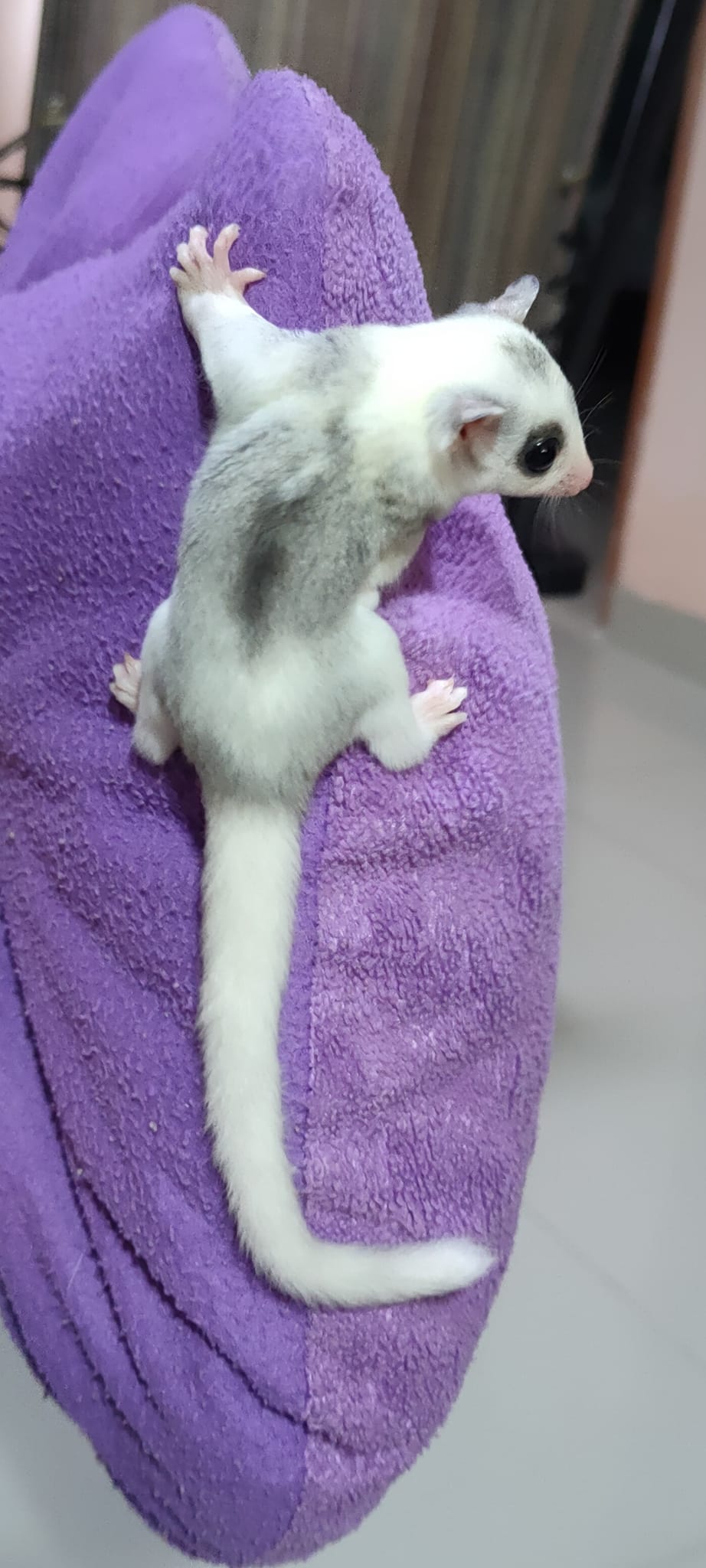 8 Pandora female Sugar Glider For Sale