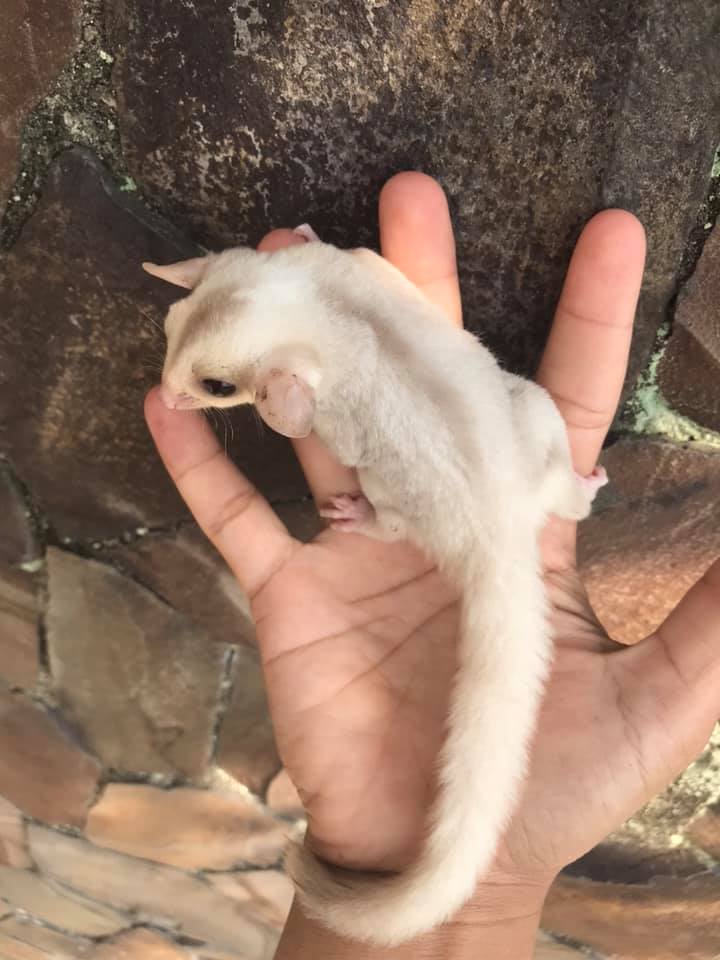 9 Nectar female Sugar Glider For Sale